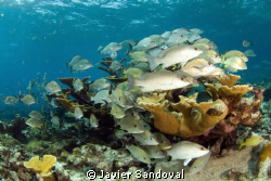 Grunts and snappers in elkhorn coral, Cancun Mexico by Javier Sandoval 